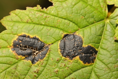Rhytisma acerinum