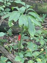 Arisaema