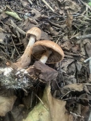 Cortinarius armillatus