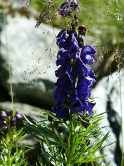 Aconitum tauricum