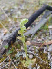 Pterostylis cycnocephala
