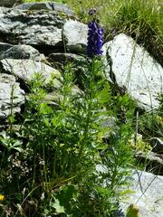 Aconitum tauricum