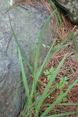 Melasphaerula graminea