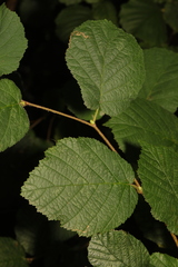 Corylus avellana