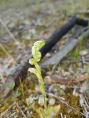 Pterostylis cycnocephala