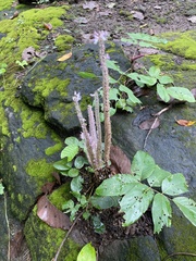 Uraria crinita