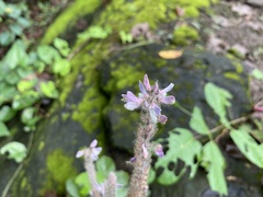 Uraria crinita