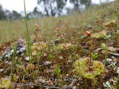 Drosera glanduligera