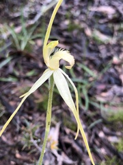 Caladenia fulva