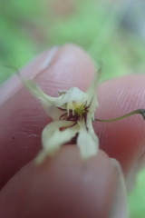 Melasphaerula graminea