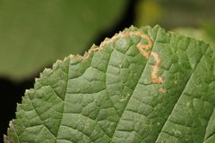 Stigmella microtheriella
