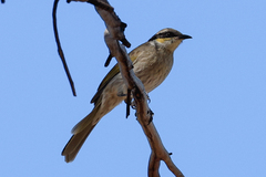 Gavicalis virescens