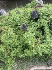 Lygodium microphyllum