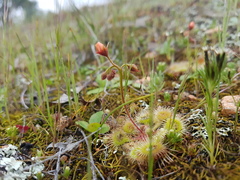 Drosera glanduligera