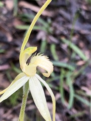 Caladenia fulva
