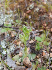 Pterostylis cycnocephala