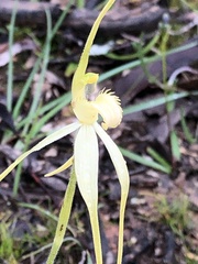 Caladenia fulva