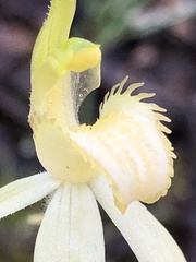 Caladenia fulva