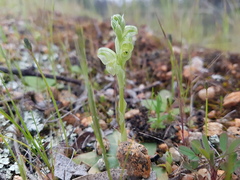 Pterostylis cycnocephala