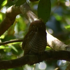 Glaucidium radiatum