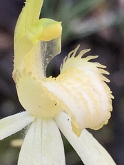 Caladenia fulva