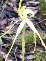 Caladenia fulva