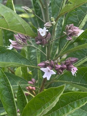 Clerodendrum
