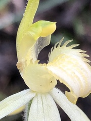 Caladenia fulva