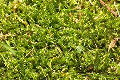 Amblystegium serpens