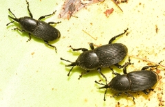 Scyphophorus acupunctatus