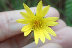 Cullumia reticulata