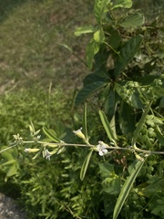 Helicteres angustifolia