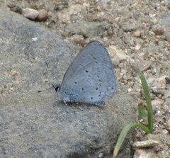 Celastrina lavendularis