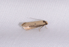 Tinea apicimaculella