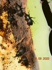 Scyphophorus acupunctatus