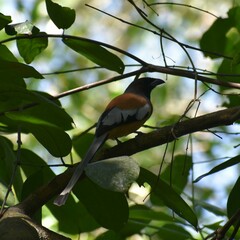 Dendrocitta vagabunda