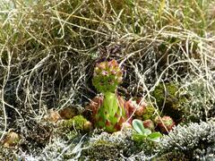 Sempervivum globiferum