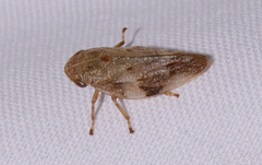Aphrophora alni
