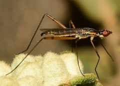 Micropeza grallatrix