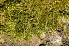 Hypnum cupressiforme