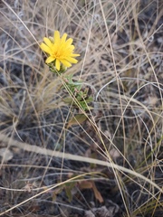 Hieracium robustum
