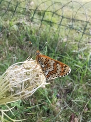 Melitaea cinxia