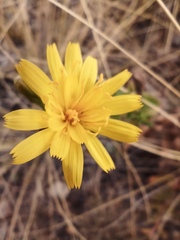 Hieracium robustum