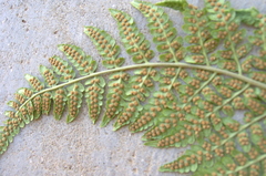 Dryopteris inaequalis