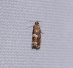 Eucopina tocullionana