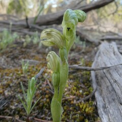 Pterostylis cycnocephala