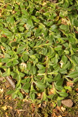 Cerastium fontanum