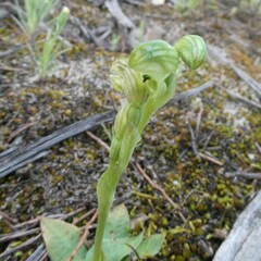 Pterostylis cycnocephala