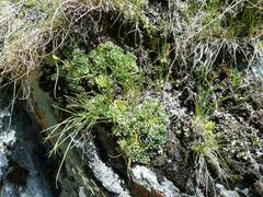 Saxifraga paniculata