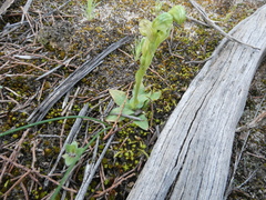 Pterostylis cycnocephala